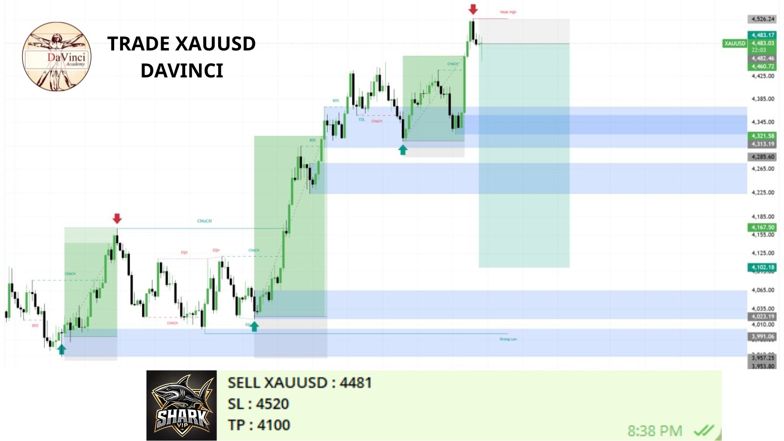 SHARK GROUP FOREX