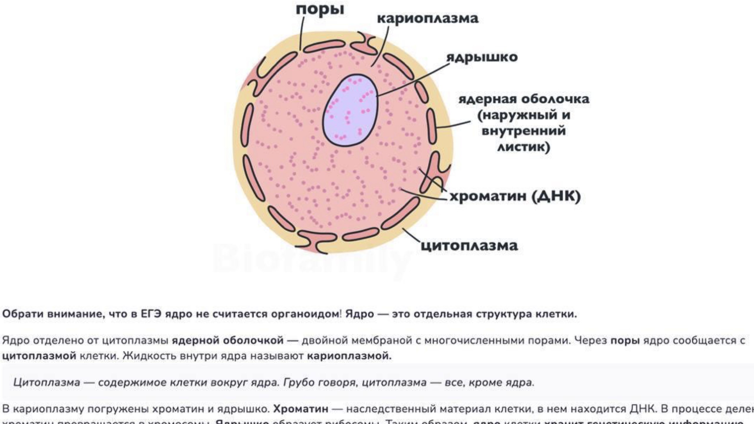 NeoFamily | Биология ЕГЭ-2027 | Андрей и Нурлан