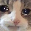 🥺